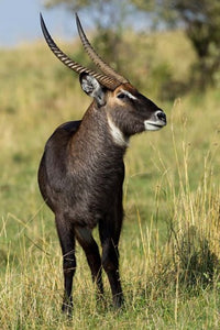 Common Waterbuck wildlife poster print by Adam Jones, showcasing the beauty of Maasai Mara, Kenya.
