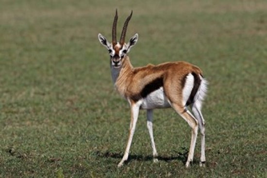 Thomson's Gazelle Antelope poster print showcasing the beauty of Maasai Mara, Kenya.