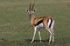 Thomson's Gazelle Antelope poster print showcasing the beauty of Maasai Mara, Kenya.