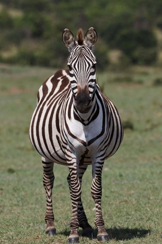 Zebra in Maasai Mara, Kenya Poster Print by Adam Jones