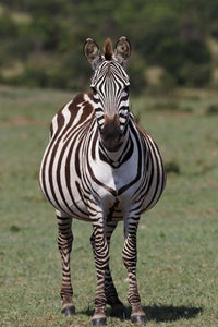 Zebra in Maasai Mara, Kenya Poster Print by Adam Jones