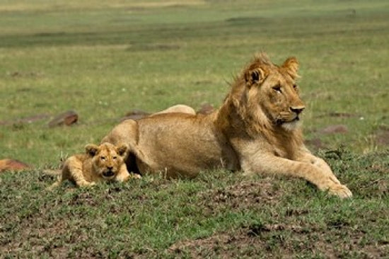 Lion cub with a male lion in Maasai Mara, Kenya poster print