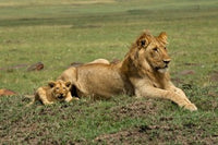 Lion cub with a male lion in Maasai Mara, Kenya poster print