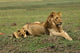 Lion cub with a male lion in Maasai Mara, Kenya poster print