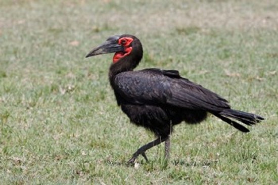Southern Ground Hornbill Bird Poster Print showcasing vibrant colors and details.