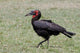 Southern Ground Hornbill Bird Poster Print showcasing vibrant colors and details.