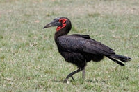 Southern Ground Hornbill Bird Poster Print by Adam Jones in Maasai Mara, Kenya