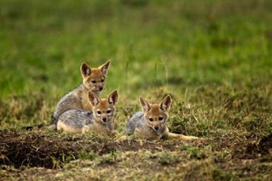 Black-backed Jackal wildlife poster print from Maasai Mara, Kenya