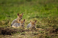 Black-backed Jackal wildlife poster print from Maasai Mara, Kenya