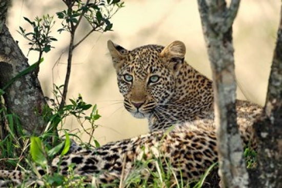 Leopard resting beneath tree in Maasai Mara, fine art print by Adam Jones.