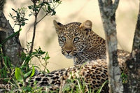 Leopard resting beneath tree in Maasai Mara, fine art print by Adam Jones.
