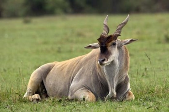 Eland art print showcasing a majestic antelope in natural scenery.