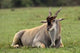 Eland art print showcasing a majestic antelope in natural scenery.