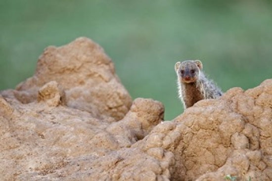 Banded Mongoose wildlife poster print by Adam Jones, featuring mongooses foraging in Maasai Mara, Kenya.