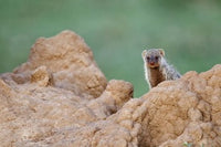 Banded Mongoose wildlife poster print by Adam Jones, featuring mongooses foraging in Maasai Mara, Kenya.