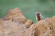 Banded Mongoose wildlife poster print by Adam Jones, featuring mongooses foraging in Maasai Mara, Kenya.