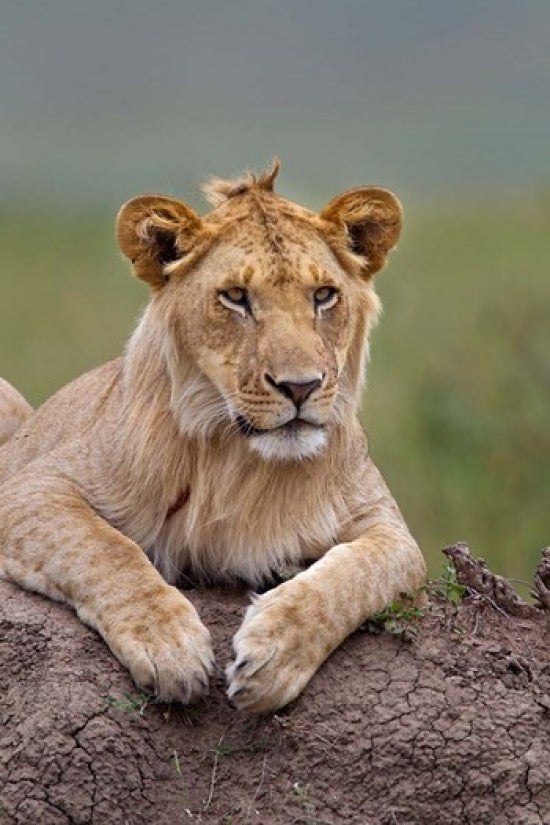 Young male lion on a termite mound in Maasai Mara, Kenya poster print.