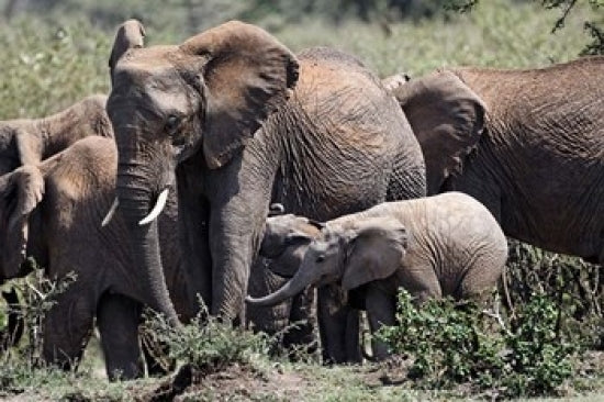 African elephant herd with babies in Maasai Mara, Kenya poster print