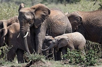African elephant herd with babies in Maasai Mara, Kenya poster print