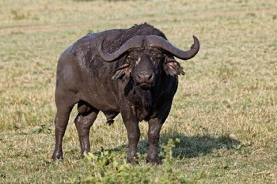 African Buffalo wildlife poster from Maasai Mara, Kenya