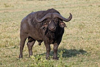 African Buffalo wildlife poster from Maasai Mara, Kenya