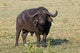 African Buffalo wildlife poster from Maasai Mara, Kenya