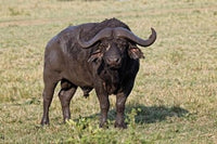 African Buffalo Wildlife Poster Print in Maasai Mara, Kenya