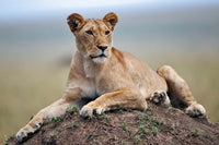 Female lion on termite mound in Maasai Mara, Kenya fine art print.