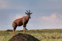 Topi antelope on termite mound, Maasai Mara, Kenya poster print by Adam Jones.