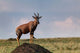 Topi antelope on termite mound, Maasai Mara, Kenya poster print by Adam Jones.