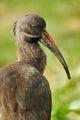 Hadada Ibis bird poster print from Samburu National Reserve, Kenya