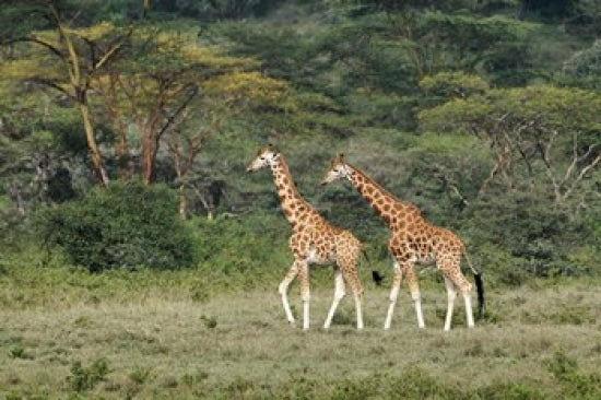 Rothschild's Giraffe poster print from Lake Nakuru National Park by Adam Jones