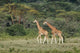 Rothschild's Giraffe poster print from Lake Nakuru National Park by Adam Jones