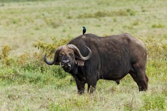 Buffalo and Starling Wildlife Poster Print from Lake Nakuru NP in Kenya