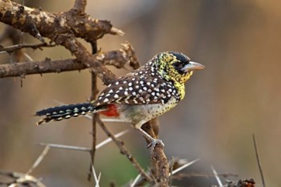 D'Arnaud's Barbet Bird Poster Print from Samburu Reserve, Kenya by Adam Jones