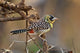 D'Arnaud's Barbet Bird Poster Print from Samburu Reserve, Kenya by Adam Jones