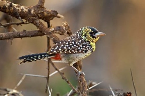 D'Arnaud's Barbet bird poster print by Adam Jones showcasing vibrant colors and details.