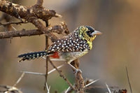 D'Arnaud's Barbet bird poster print by Adam Jones showcasing vibrant colors and details.