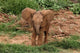 Baby Africa Elephant Poster Print by Adam Jones featuring a baby elephant in Samburu National Reserve, Kenya