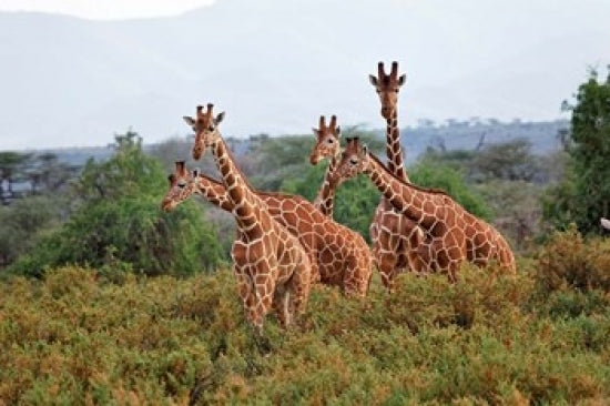 Reticulated Giraffes at Samburu National Reserve Poster Print
