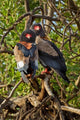 Bateleur Eagles poster print showcasing wildlife in Samburu National Reserve, Kenya.