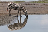 Burchell's Zebra Poster Print from Lake Nakuru National Park, Kenya