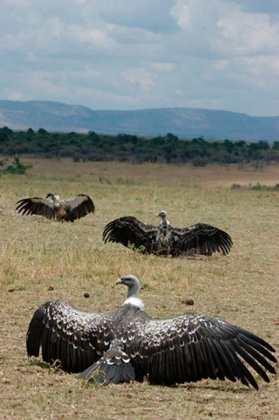 Kenya Masai Mara Reserve Ruppell's Griffon Vultures poster print by Alison Jones.