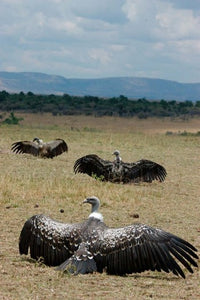 Kenya Masai Mara Reserve Ruppell's Griffon Vultures poster print by Alison Jones.