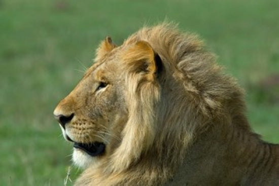 Lion Poster Print from Kenya Masai Mara Game Reserve by Alison Jones