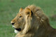 Lion Poster Print from Kenya Masai Mara Game Reserve by Alison Jones