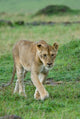 Kenya Masai Mara Game Reserve Lion Poster Print by Alison Jones