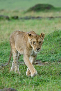 Majestic lion in Kenya's Masai Mara Game Reserve Poster Print by Alison Jones