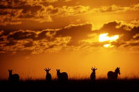 Common Burchell's Zebras and Topi poster print by Alison Jones showcasing wildlife in Masai Mara, Kenya.