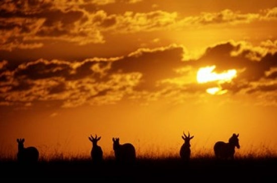 Common Burchell's Zebras and Topi at Masai Mara Game Reserve Poster Print by Alison Jones